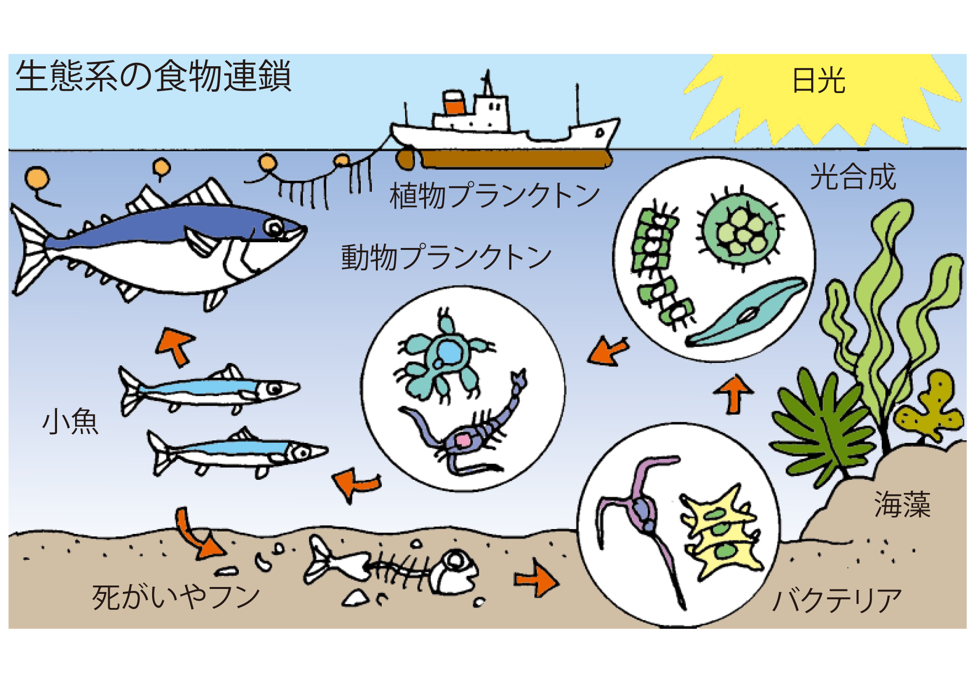 海の生態系 海の自然のなるほど 海と船なるほど豆事典 日本海事広報協会