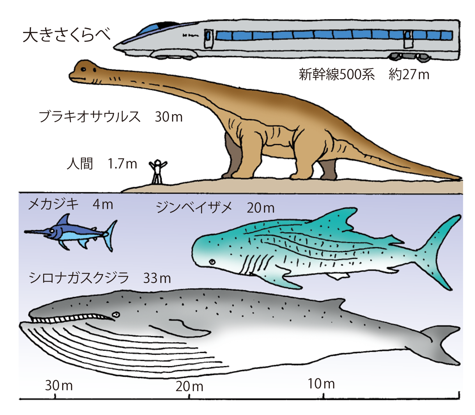 地球最大の生物は海に住んでいる 海の生物のなるほど 海と船なるほど豆事典 日本海事広報協会