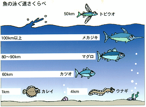 海の生物のなるほど 魚の泳ぐ速さ