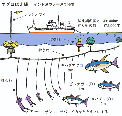 海の生物のなるほど 魚のとりかた