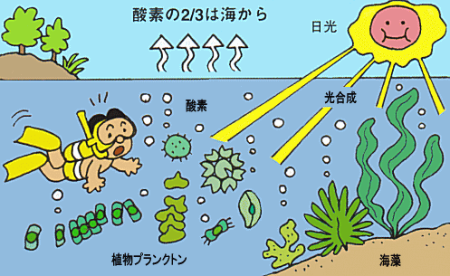 海の自然のなるほど 酸素は海からもつくられる